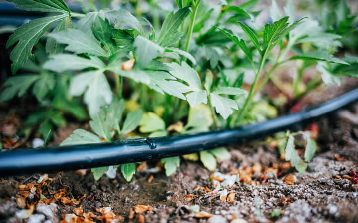 An agricultural watering system next to plants